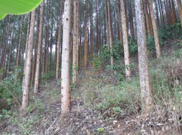 Terreno · 245000m² · Terreno Rural 5 Alqueires À Venda Em Matilde Es Com Nascente E Eucalipto Pronto Para Corte