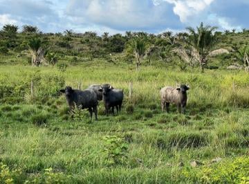 Rural · Fazenda Para Venda Em Eldorado Dos Carajás, Zona Rural