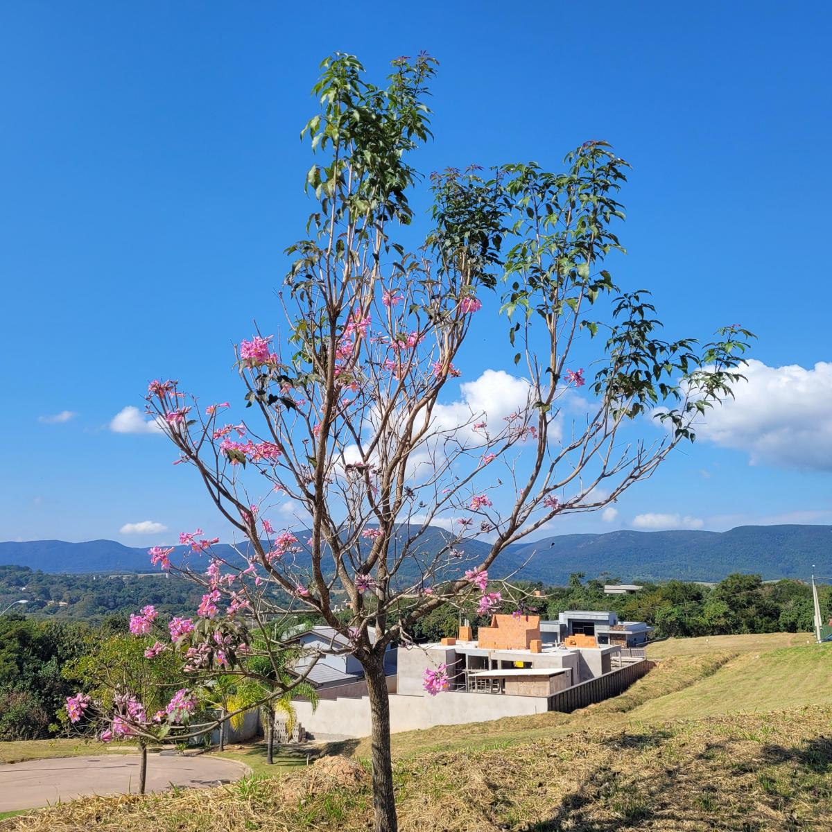 Foto - Jundiaí - Medeiros