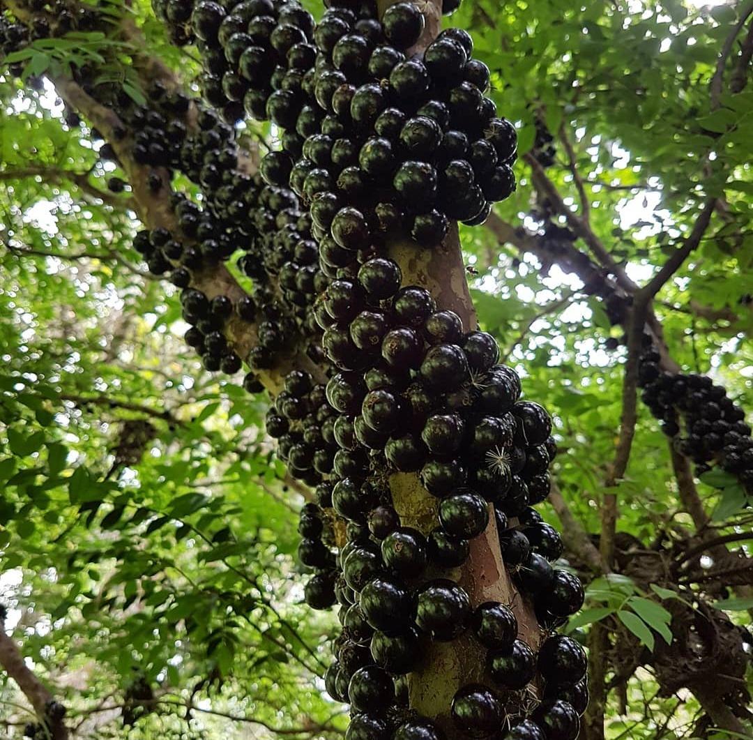 Foto - Santana de Parnaíba - Parque Sinai
