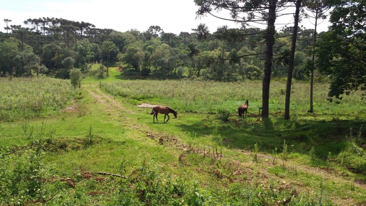 Foto - Prudentópolis - 