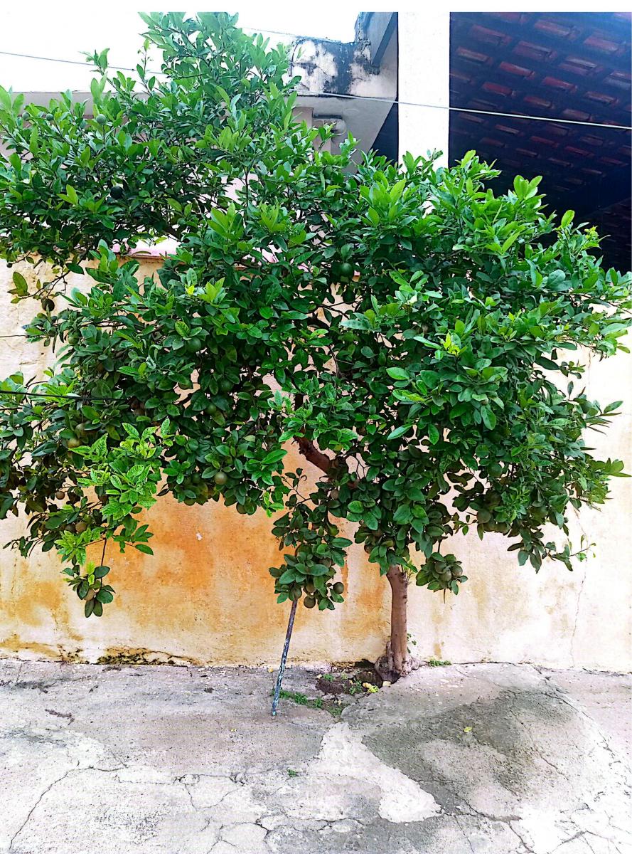 Foto - São Paulo - Parque Industrial