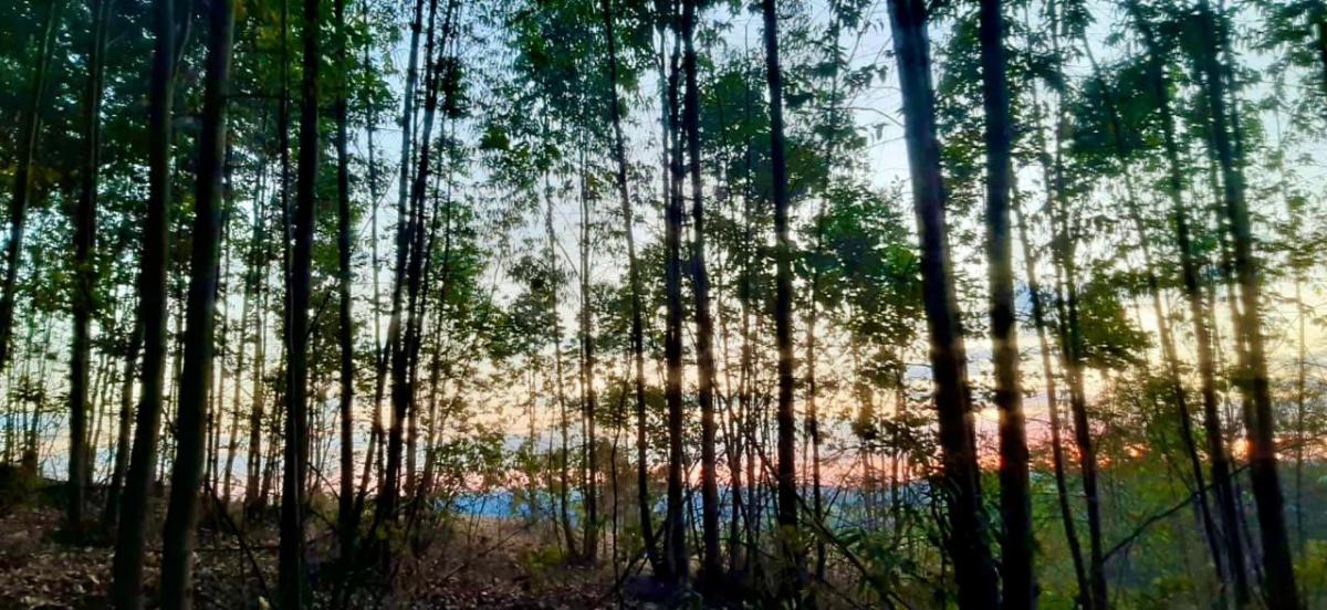 Foto - Girassol - Zona Rural