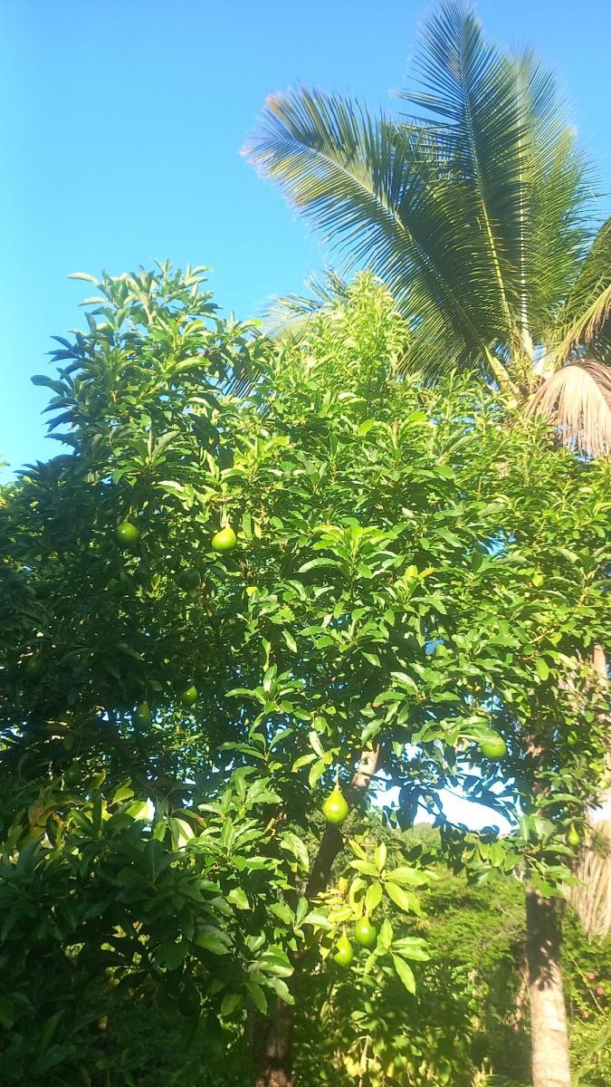 Foto - Uruçuca - Serra Grande