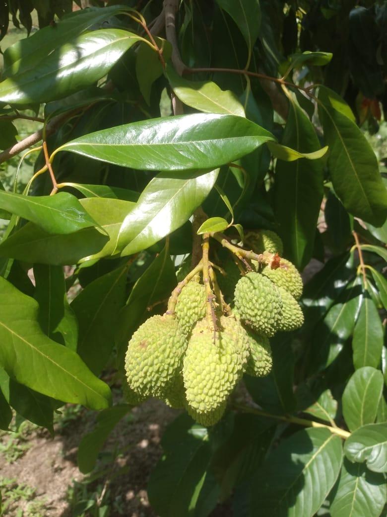 Foto - Belo Vale - Zona Rural