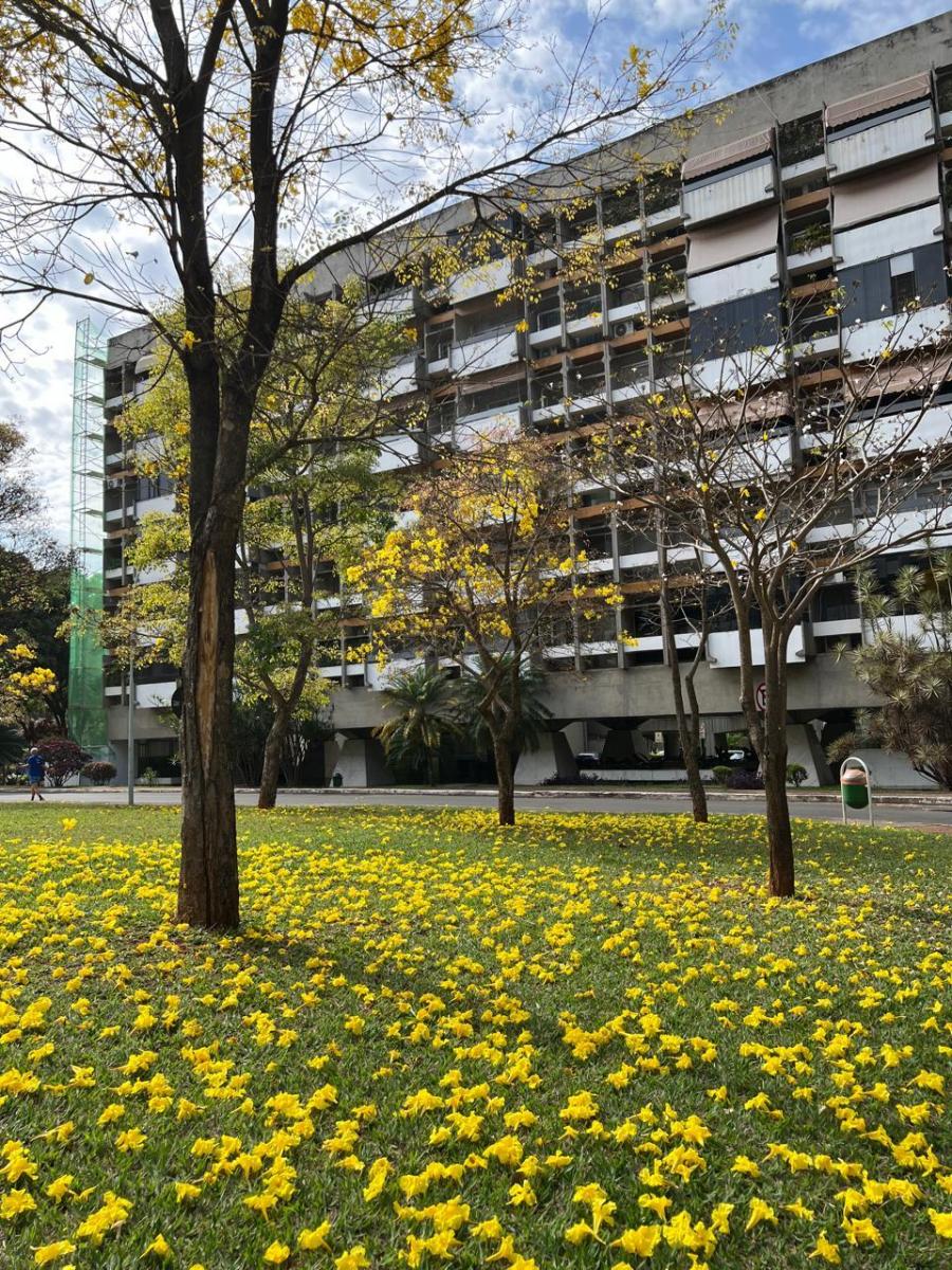 Foto - Brasília - Asa Sul