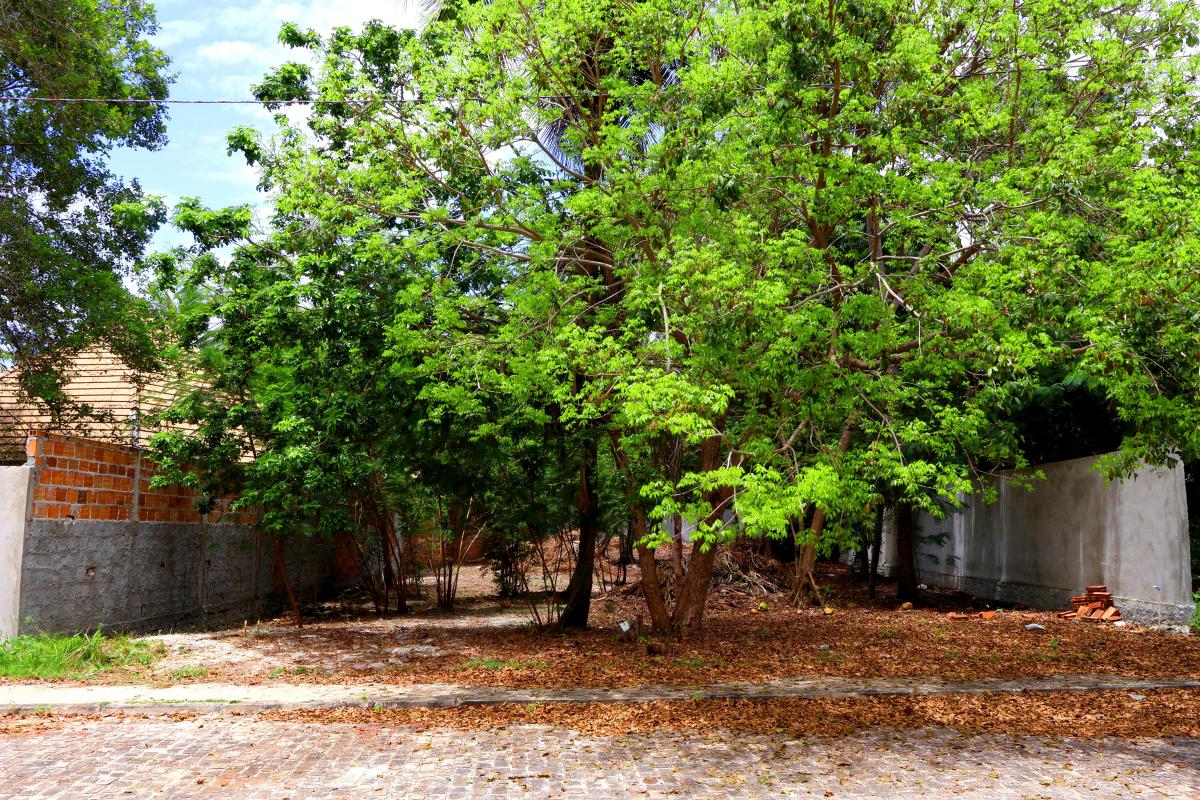 Foto - Mata de São João - Açu da Tôrre